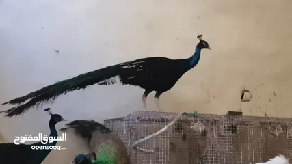  4 طاووس أمريكي الوصف مهم