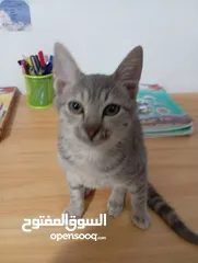  1 توبي كات (بندق) قط جميل جدا وأليف the best cat i have ever seen and i loke it