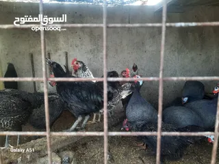  4 دجاج بلدي  وفرعوني وفيومي ولمبرغين