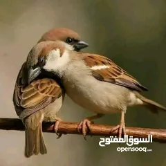  1 شقه خلف السريه مرتبه هادئه موقع ممتاز قريبه على البلد.