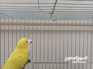  2 جوز حب شغال للبيع مع بياضه   طفرات