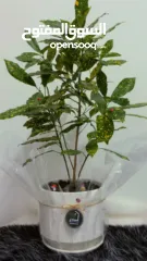  3 نباتات داخلية طبيعية