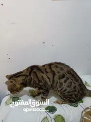  4 Bengal cat