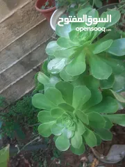  17 زريعه زينه للبيع