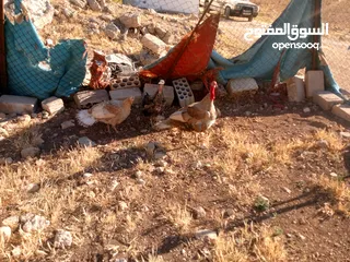  2 موجود حبش للبيع