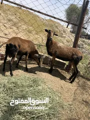  4 وعل كمروني