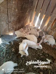  5 أرانب نخب للبيع العدد 22