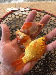  1 اسماك زينه جود فيشgold fish