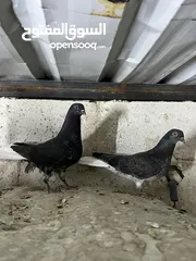  21 فراخ للبيع