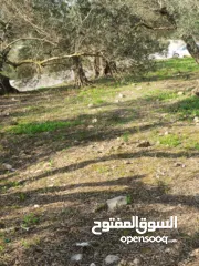  20 القبة الذهبية  اراضي بلعا دير الغصون