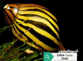  1 حلزونات زيبرا / جولدن رابيت (Zebra Snail & Golden Rabbit Snail) لأحواض السمك