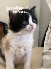  3 قطط عمر شهرين للتبني