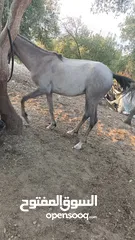  1 مهر بالصلاه على النبي صحه وعقل