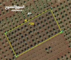  1 (8 دونمات ) اراضي علعال ضمن حوض الكروم مؤزوعة بالكامل زيتون