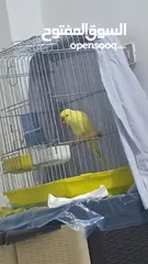  2 ببغاء دره لاتينو للبيع
