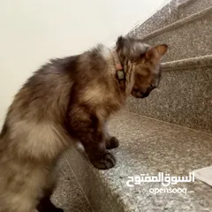  5 قطة شيرازي للبيع