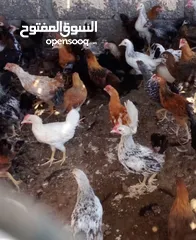  1 دجاج عماني عمر شهرين ونص