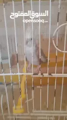  5 جوز كوكتيل للبيع