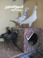  2 جوز معو فراخ  و بيض