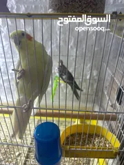  4 جوز كوكتيل شغالات معهم فرخين