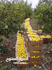  1 سوبرماركت للبيع