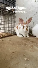  2 مجموعه ارنب للبيع