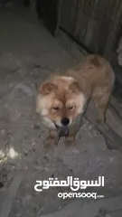  1 للبيع او البدل ع مالينو انثى