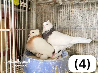  1 مطوق إيراني