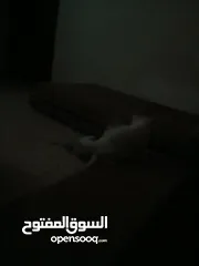  1 بسس للتبني ثلاث بسس