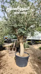  5 Olives Trees Fresh And Healthy