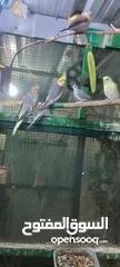  6 طيور محميه كوكتيل  حمام ملكي  طيور حب  فناجس