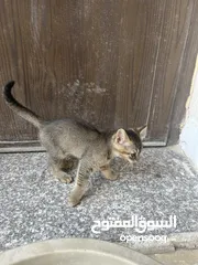  9 قطتين للتبني (منغا وفيفي) شهرين ومدربين على اللتر بوكس