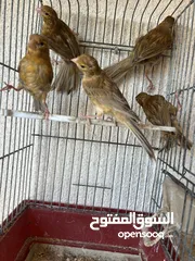  5 مخاليف كنار كرزي