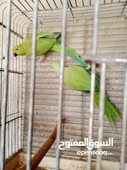  5 جواز دره نخب شغاله