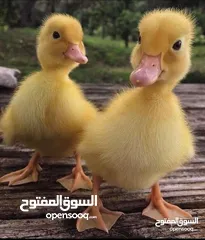  1 مطلوب بط للبيع