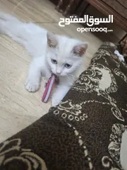  1 قط للبيع لعوب وحنون
