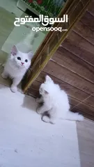  4 قطط شيرازي (بصره فقط)
