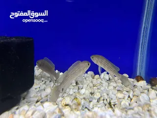  9 تم وصول تشكيلة اسماك زينه