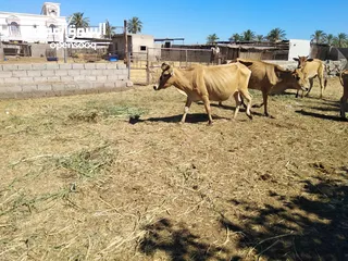  3 للبيع أبقار عمانيات