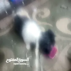  1 بيع في الزرقاء