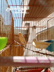  3 إناثي كنار جاهزات للبيع