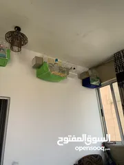  1 حب اربع جواز صحة امايات بعدهم اول شغلهم للبيع