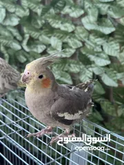  5 طيره كوكتيل انثى