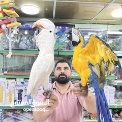  8 كاسكو مكاو كوكاتو امزون