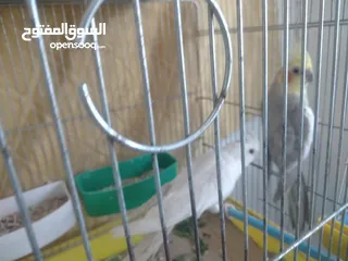  3 طيورفي.الزرقاء