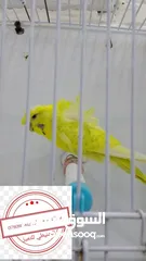  3 سعر حرققققق