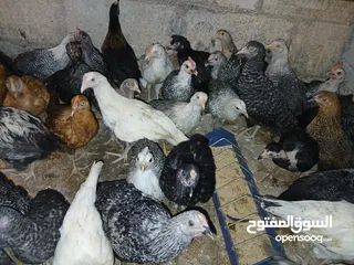  5 فرخات عمر 3 شهور وشهرين ونص