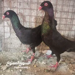  13 حمام للبيع