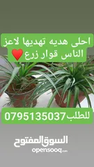  30 زرع طبيعي - نباتات زراعيه _ قوارير زرع طبيعيه للبيع