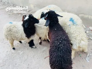  12 طليان فحول وراجين كللش سمان